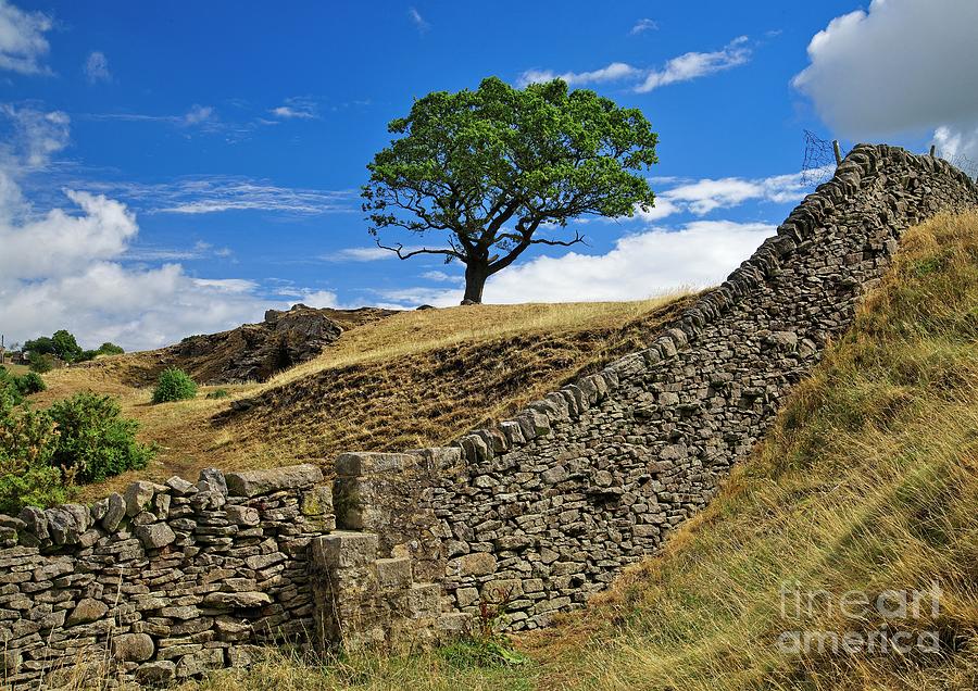 Lone Moorland Tree in Yorkshire Dales Photograph by Martyn Arnold