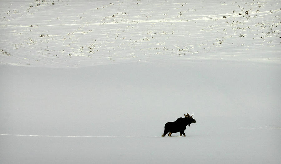 Lone Moose Photograph by Patricia Montgomery