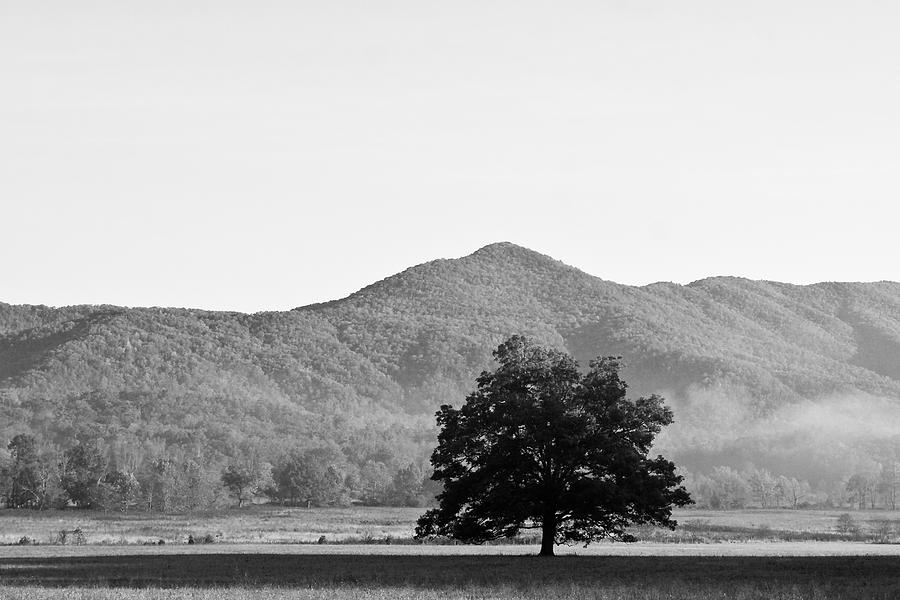 Lone Mountain Tree Photograph