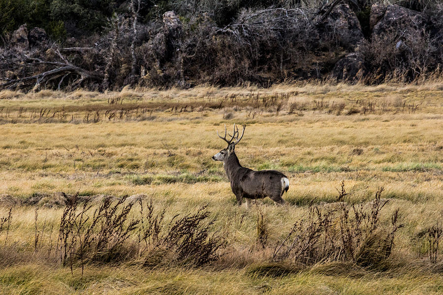 Lone Mule Deer Buck Broadside 12-23-2015 Photograph by Renny Spencer