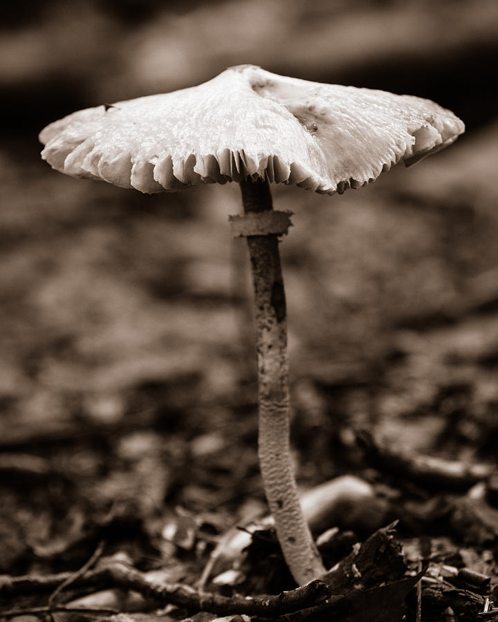 Lone Mushroom on the Forest Floor Photograph by Chris Bordeleau