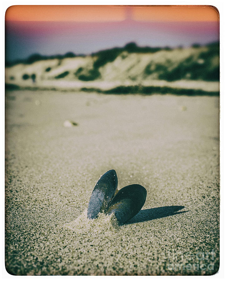 Lone Mussel Seashell Nature Photograph Photograph by PIPA Fine Art - Simply Solid