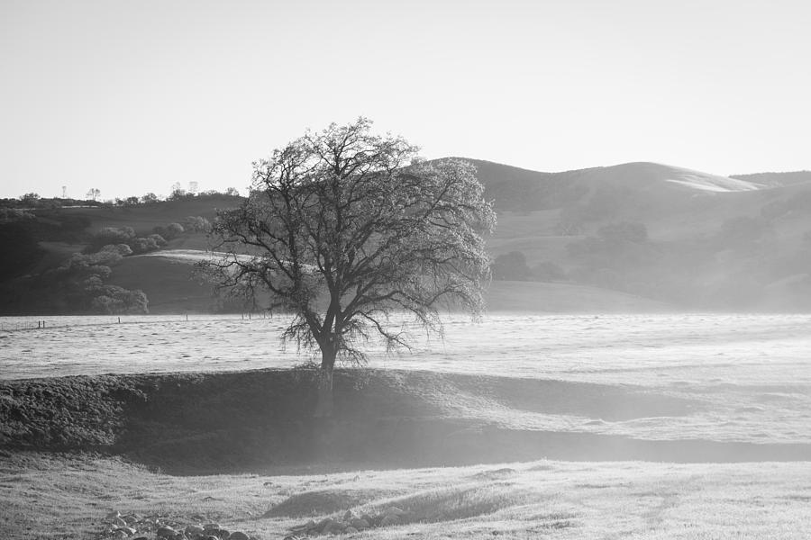 Lone Oak, Clearing Fog, San Andreas Rift Valley Photograph by TM Schultze