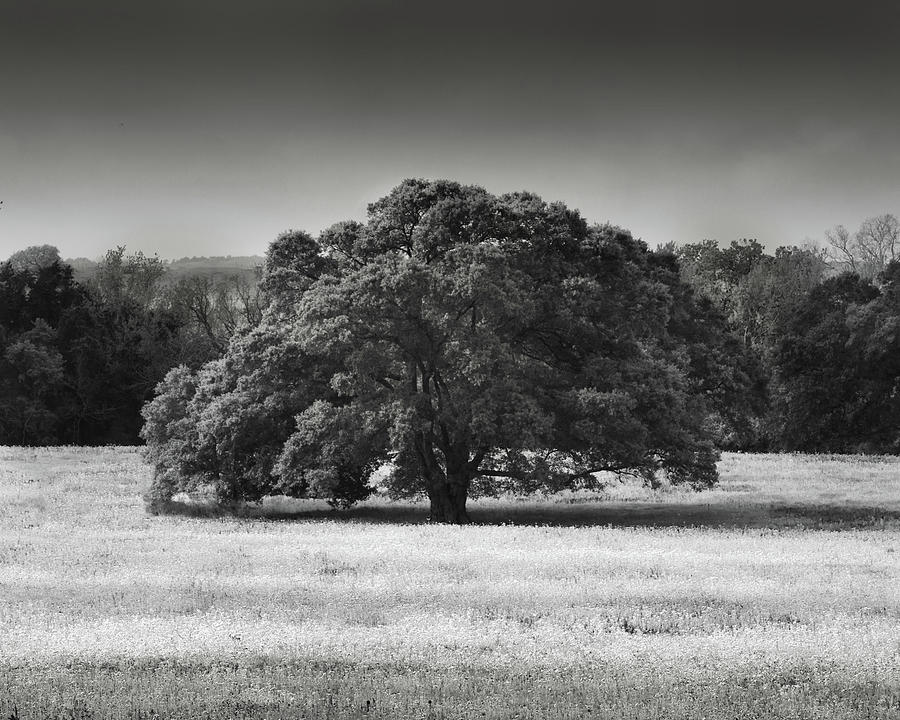 Lone Oak Photograph by Gerard Harrison
