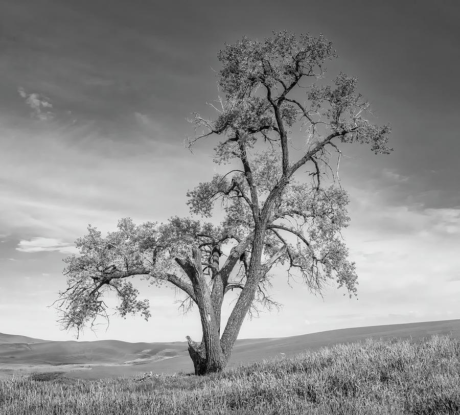 Lone Oak in the Palouse bw Photograph by Jerry Fornarotto