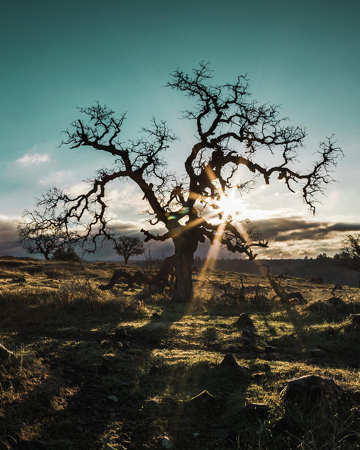 Lone Oak Photograph by Lee Harland