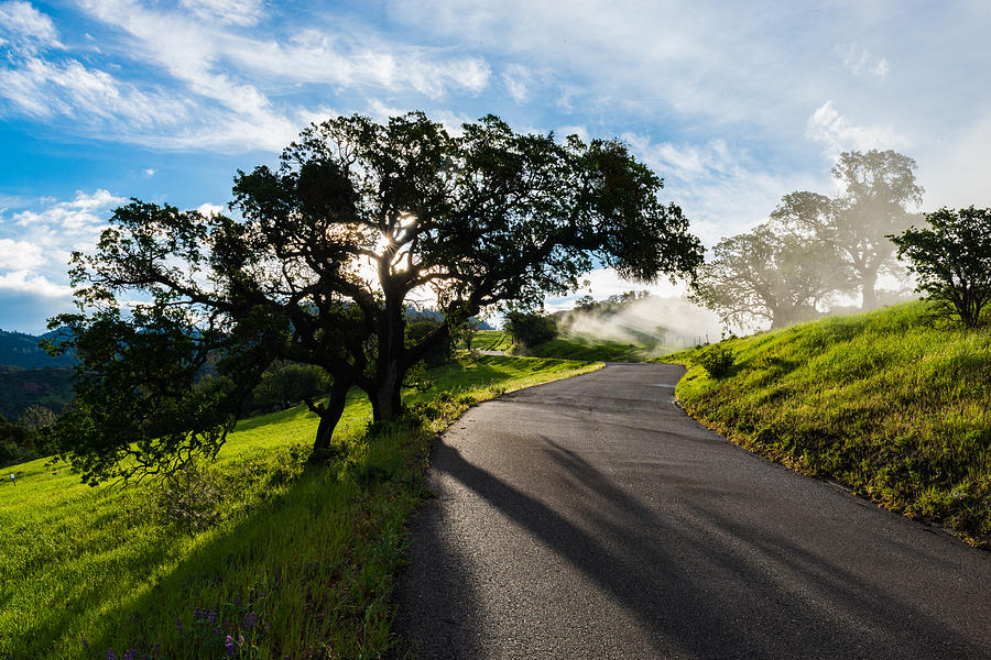 Lone Oak on Figueroa Mountain Road Photograph by TM Schultze