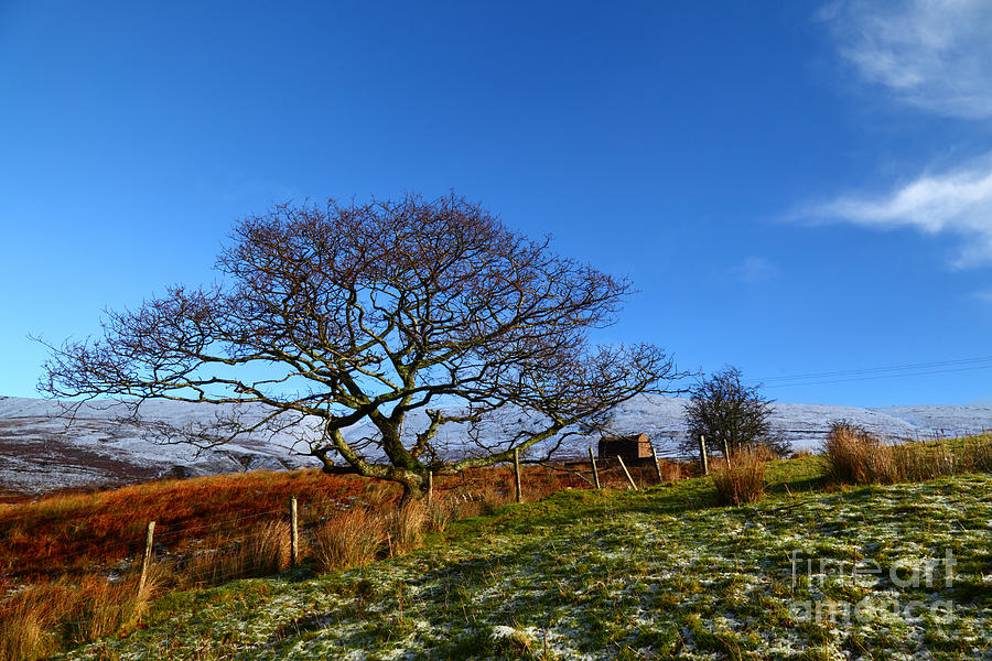 Lone Oak Tree and Welsh Countryside Photograph by James Brunker
