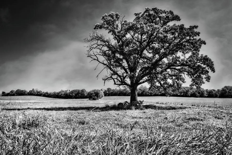 Lone Oak Tree in Black and White Photograph by Jennifer Rondinelli Reilly - Fine Art Photography