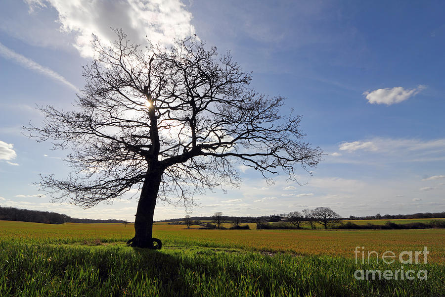 Lone oak tree in English countryside Photograph by Julia Gavin
