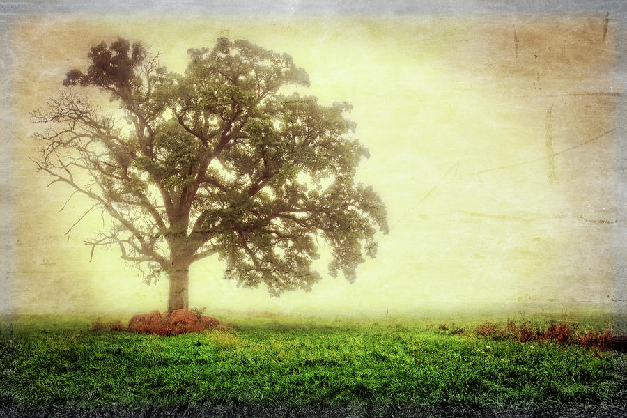 Lone Oak Tree in Fog Photograph by Jennifer Rondinelli Reilly - Fine Art Photography