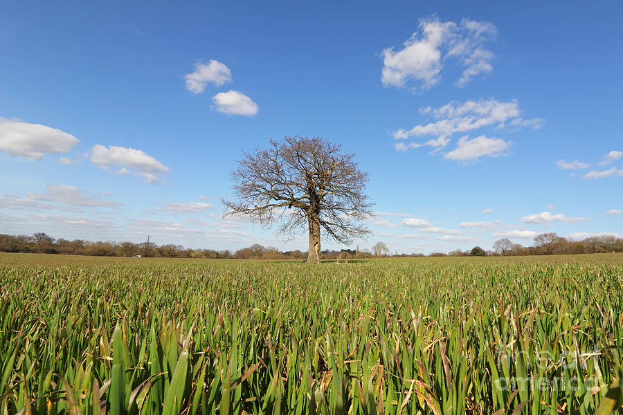Lone oak tree in wheat field Photograph by Julia Gavin