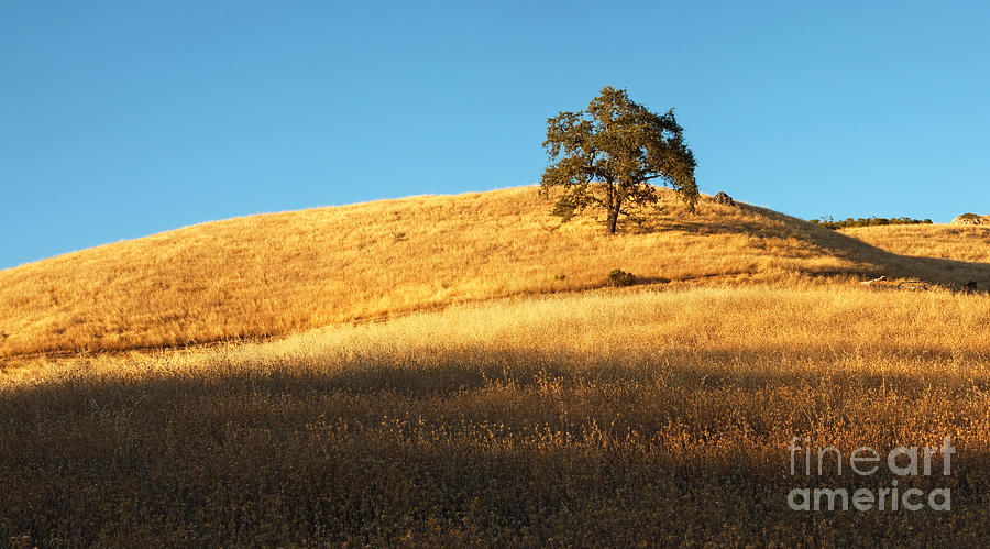 Nature Photograph - Lone Oak Tree by Matt Tilghman