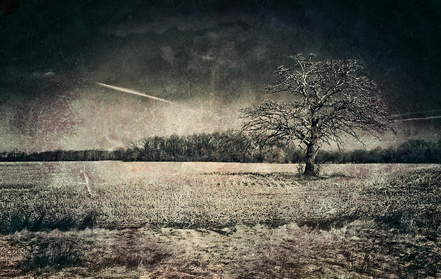 Lone Oak Tree - Wisconsin Landscape Photograph by Jennifer Rondinelli Reilly - Fine Art Photography