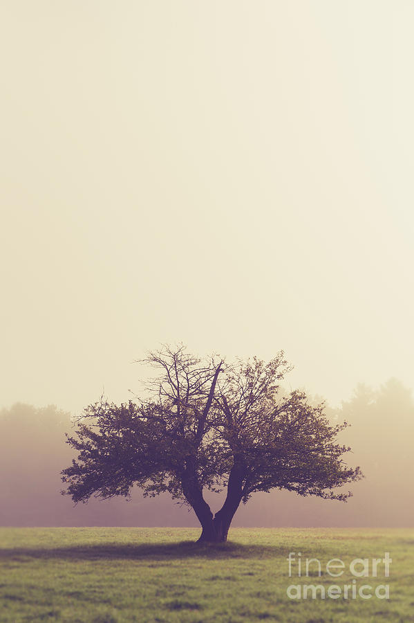 Lone Old Apple Tree Photograph by Edward Fielding
