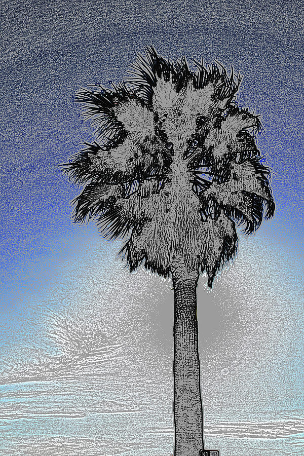 lone Palm 2 Photograph by Gary Brandes