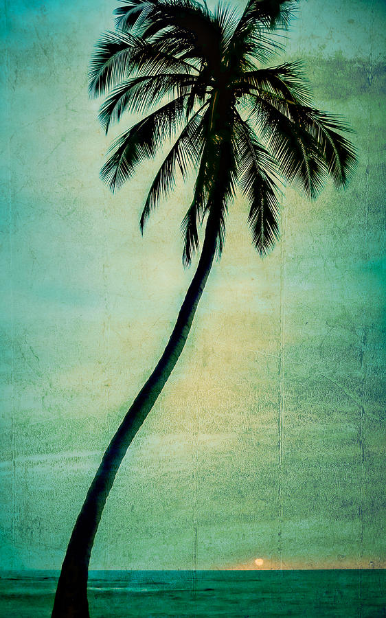 Lone Palm Photograph by Don Schwartz