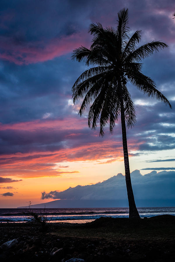 Lone Palm Photograph by Drew Sulock