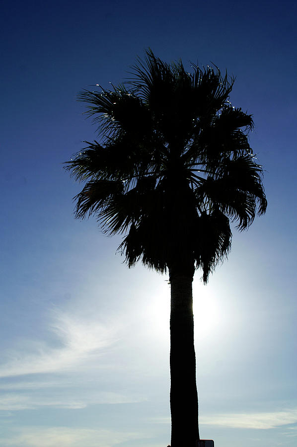 Lone Palm Photograph by Gary Brandes