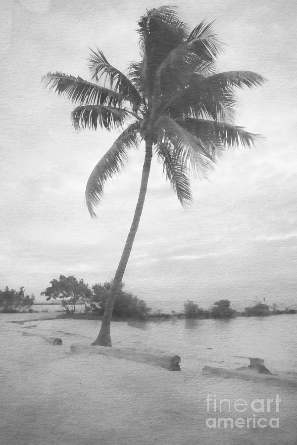 Lone Palm Lagoon Photograph by Benanne Stiens