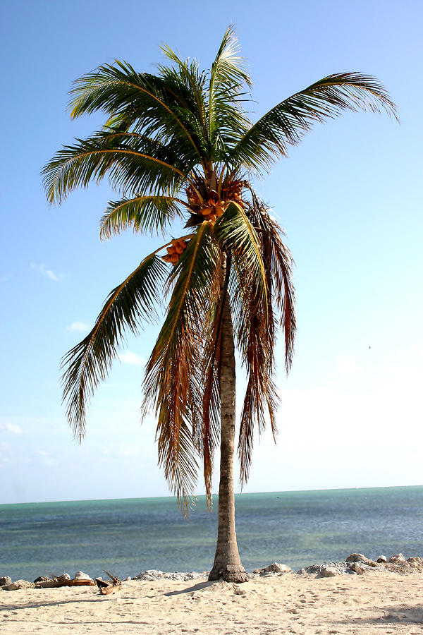 Lone Palm Photograph by Mary Haber