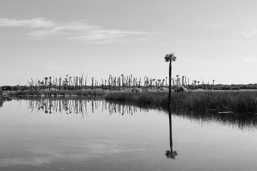 Lone Palm Photograph by Robert Wilder Jr