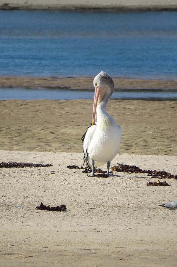 Pelican Photograph - Lone Pelican by Amanda S Leek