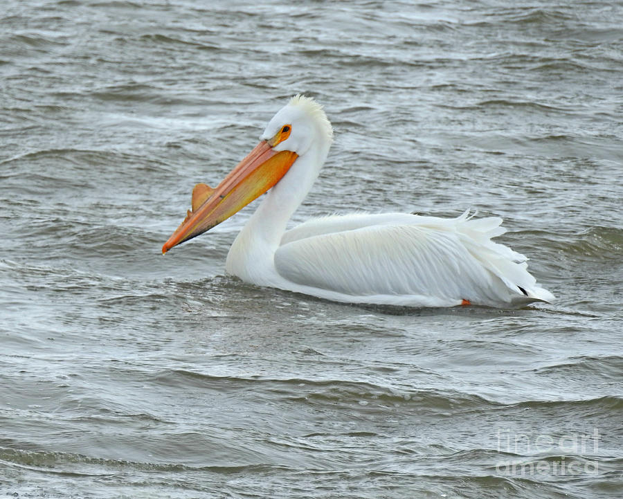 Lone Pelican Photograph by Kathy M Krause