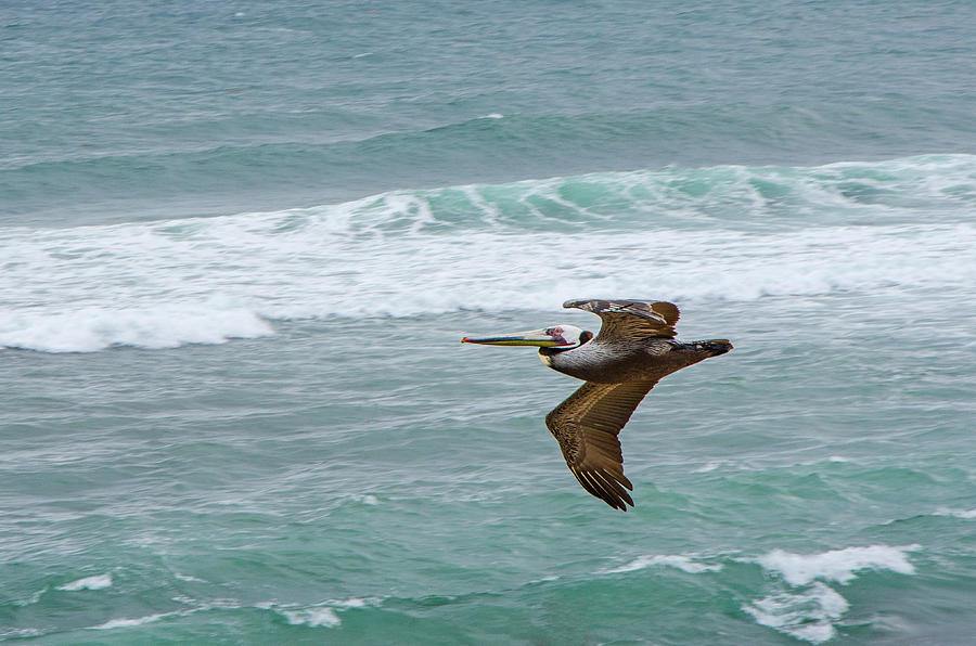 Lone Pelican Photograph by Susan McMenamin