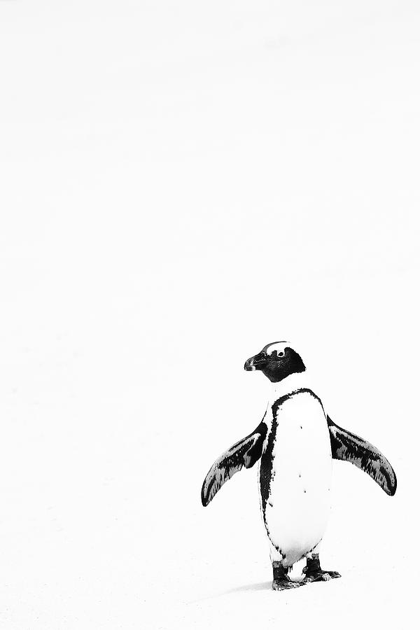 Penguin Photograph - Lone Penguin by Victoria Hillman