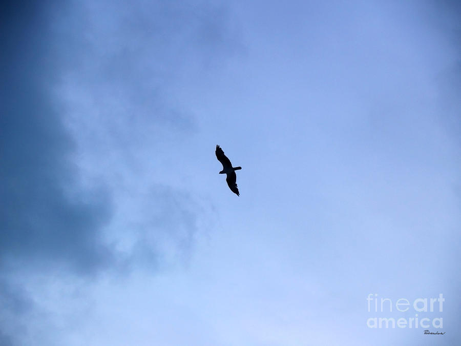 Lone Peregrine Falcon Overhead C1 Photograph by Ricardos Creations