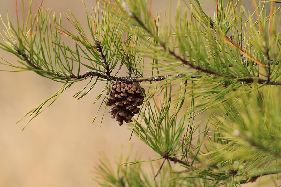 Lone Pine Cone Photograph by Karen Ruhl