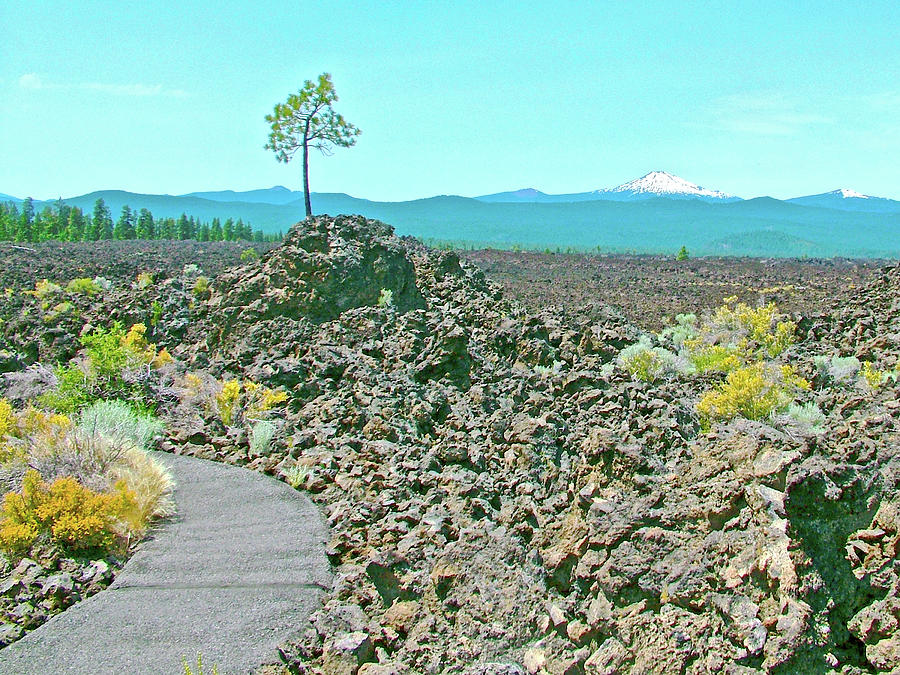 Lone Pine from Trail of the Molten Land  in Newberry National Volcanic Monument, Oregon Photograph by Ruth Hager