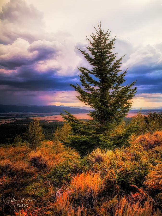 Lone Pine - Grand Teton Range ... Photograph by Chuck Caramella