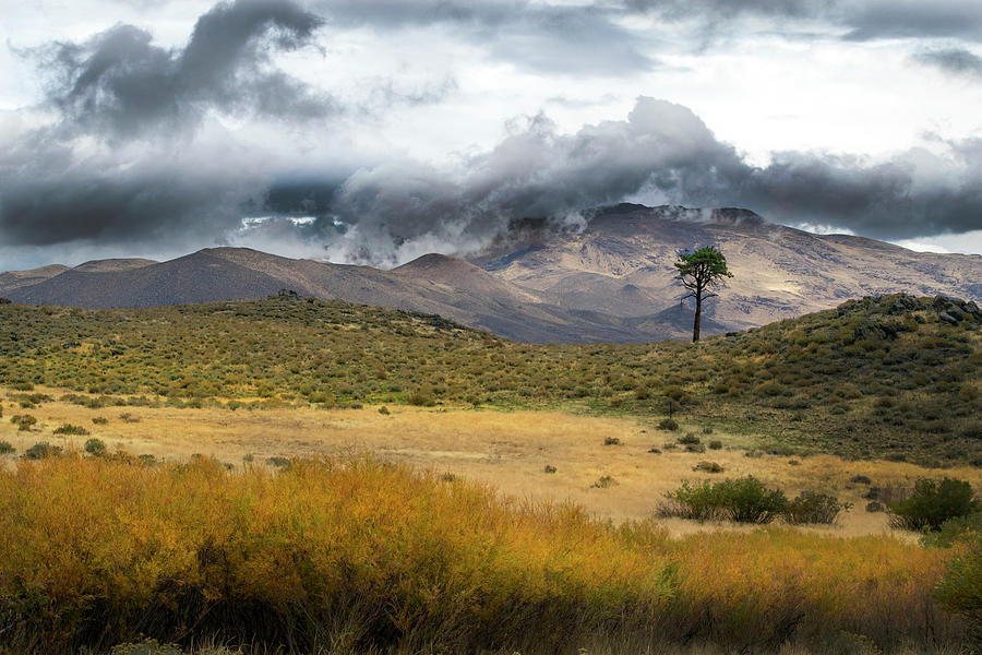 Lone Pine High Desert Nevada Photograph