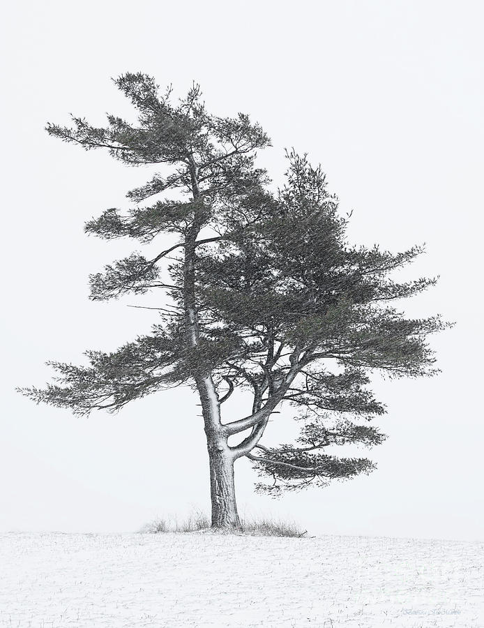 Lone Pine in Winter Storm Photograph by Barbara McMahon