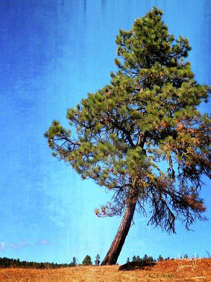 Tree Photograph - Lone Pine by Jamie Johnson