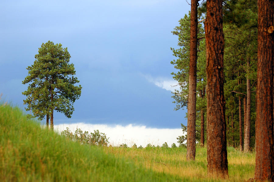 Lone Pine Photograph by Jill Reger