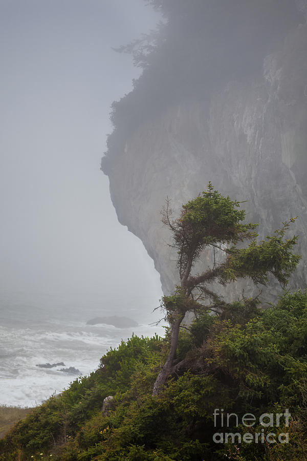 Lone Pine Photograph by Mark Alder