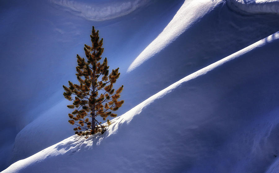 Lone Pine Photograph by Nicholas Blackwell
