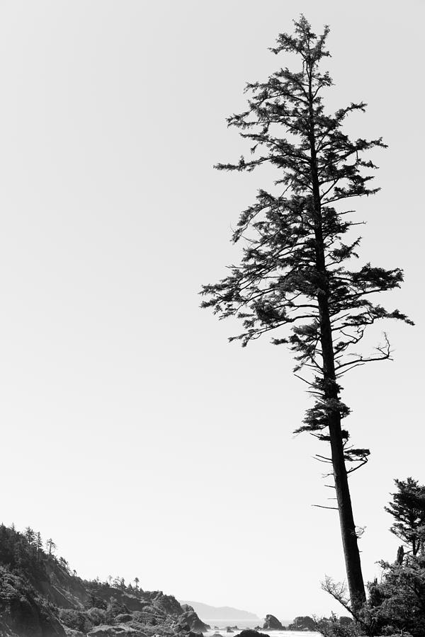 Lone Pine Photograph by Scott Rackers