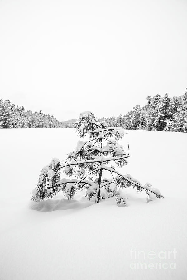 Anderson Photograph - Lone Pine Tree Anderson Pond Eastman New Hampshire by Edward Fielding