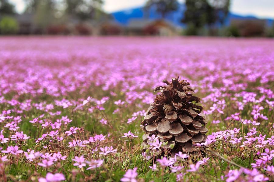 Pinecone In Pink Photograph by Brian Eberly