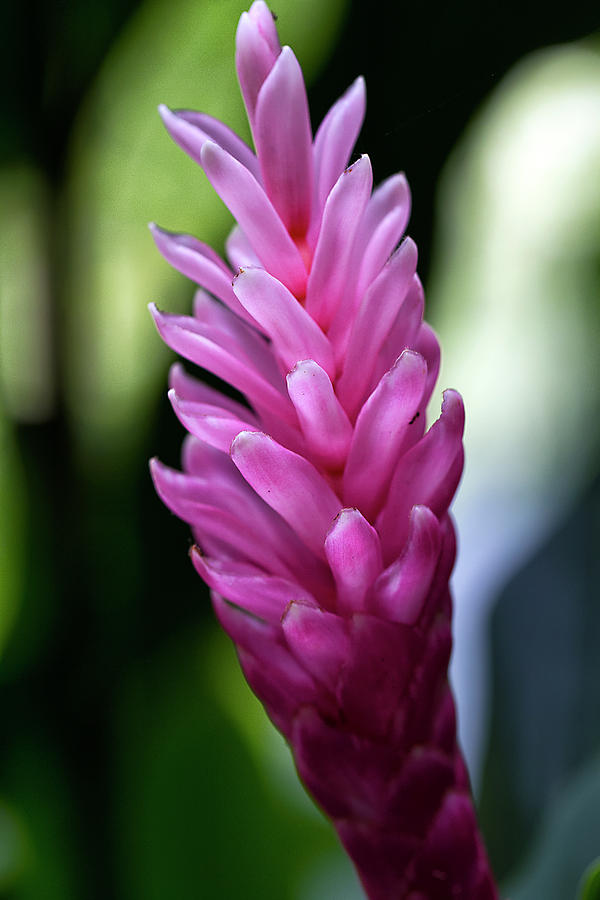 Lone Pink Ginger Photograph by Brad Granger