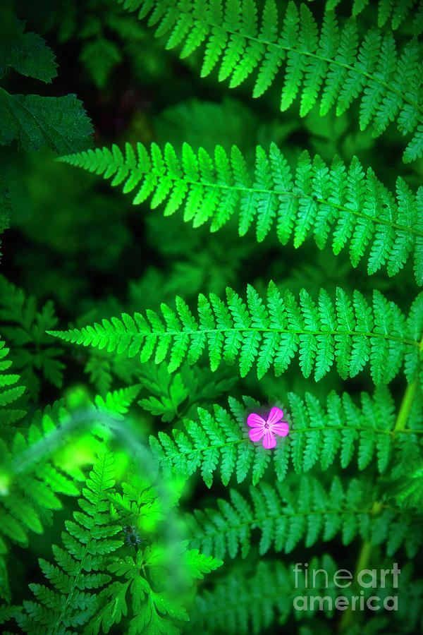Lone Pink Herb-Robert Flower with Braken Fern  Photograph by Bruce Block