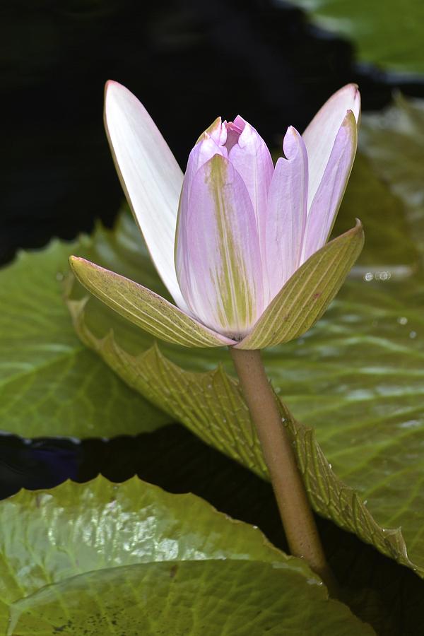 Lone Pink Waterlily Photograph by Tana Reiff