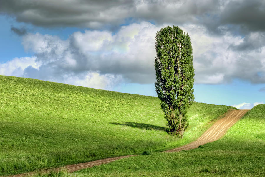 Tree Photograph - Lone Poplar and Road by Nikolyn McDonald