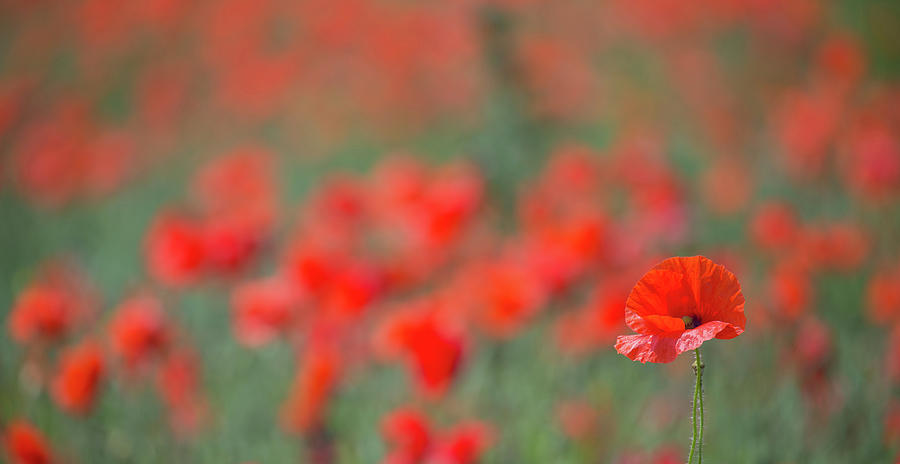Lone Poppy Clarity Photograph by Pete Walkden