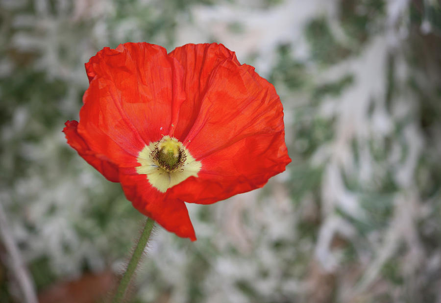 Lone Poppy Photograph by Suzanne Gaff