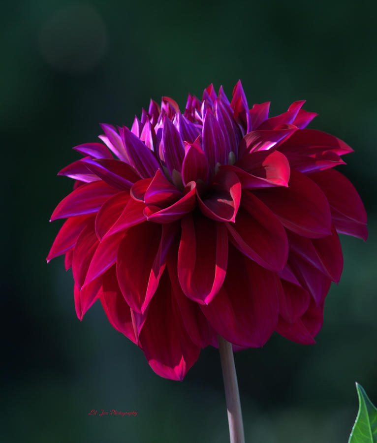 Lone Red Dahlia Photograph by Jeanette C Landstrom